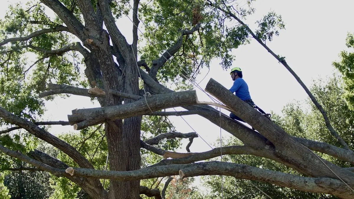 Professional Hazardous Tree Removal performed by certified arborists in Hermon