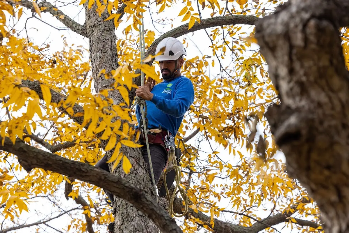 Skilled Tree Trimming crew working in Hermon